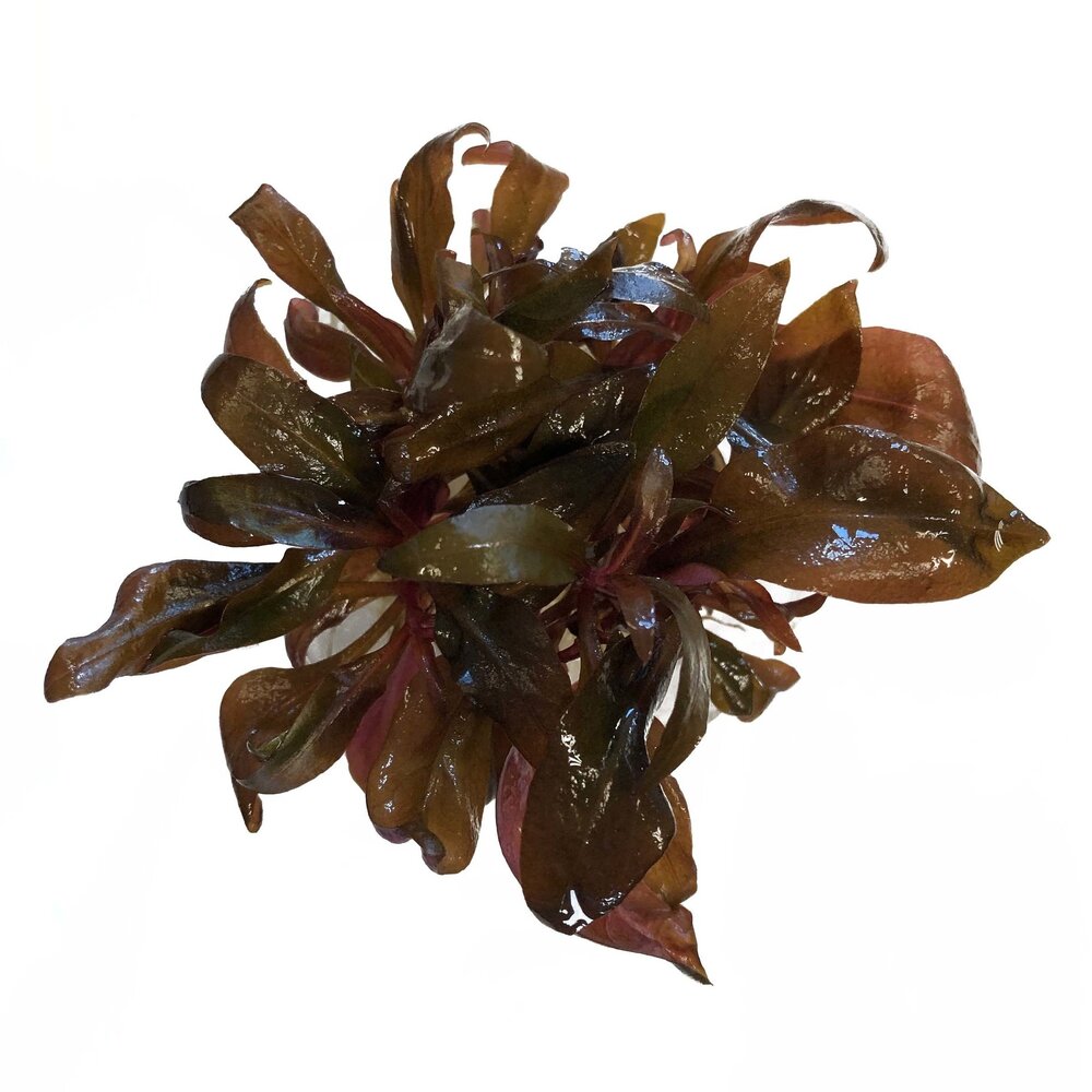 Waterplant Alternanthera Reineckii Pink In Vitro Schale