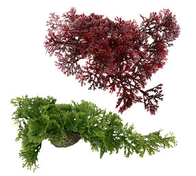 Aqua D'ella Hängendes Moos 5cm Grün und Rot