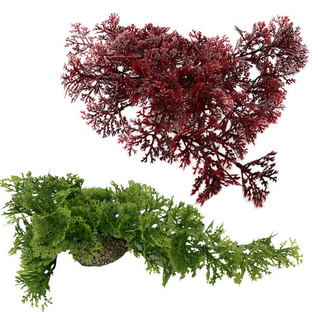 Aqua D'ella Hängendes Moos 5cm Grün und Rot