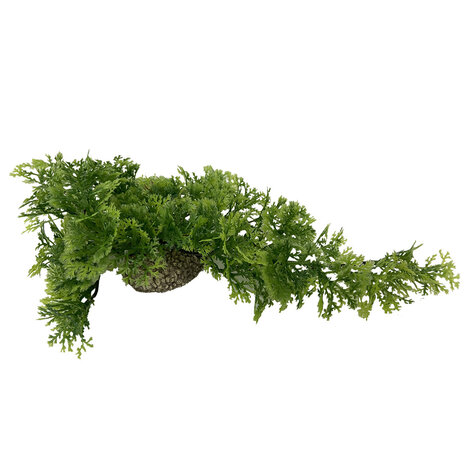 Aqua D'ella Hängendes Moos 5cm Grün und Rot