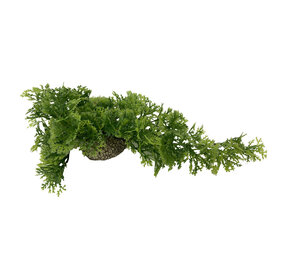 Aqua D'ella Hängendes Moos 5cm Grün Aqua D'ella Hängendes Moos 5cm Grün