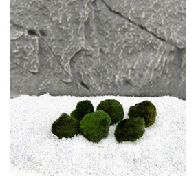Wasserpflanze Moosball Chladoflora SS 2cm