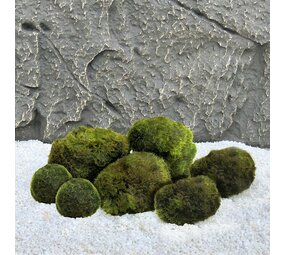 Waterplant Mosbol Kombinationsset 7 Stück