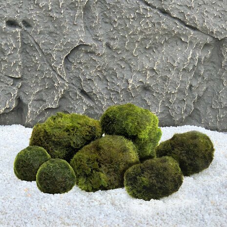 Waterplant Mosbol Kombinationsset 7 Stück Waterplant Mosbol Kombinationsset 7 Stück