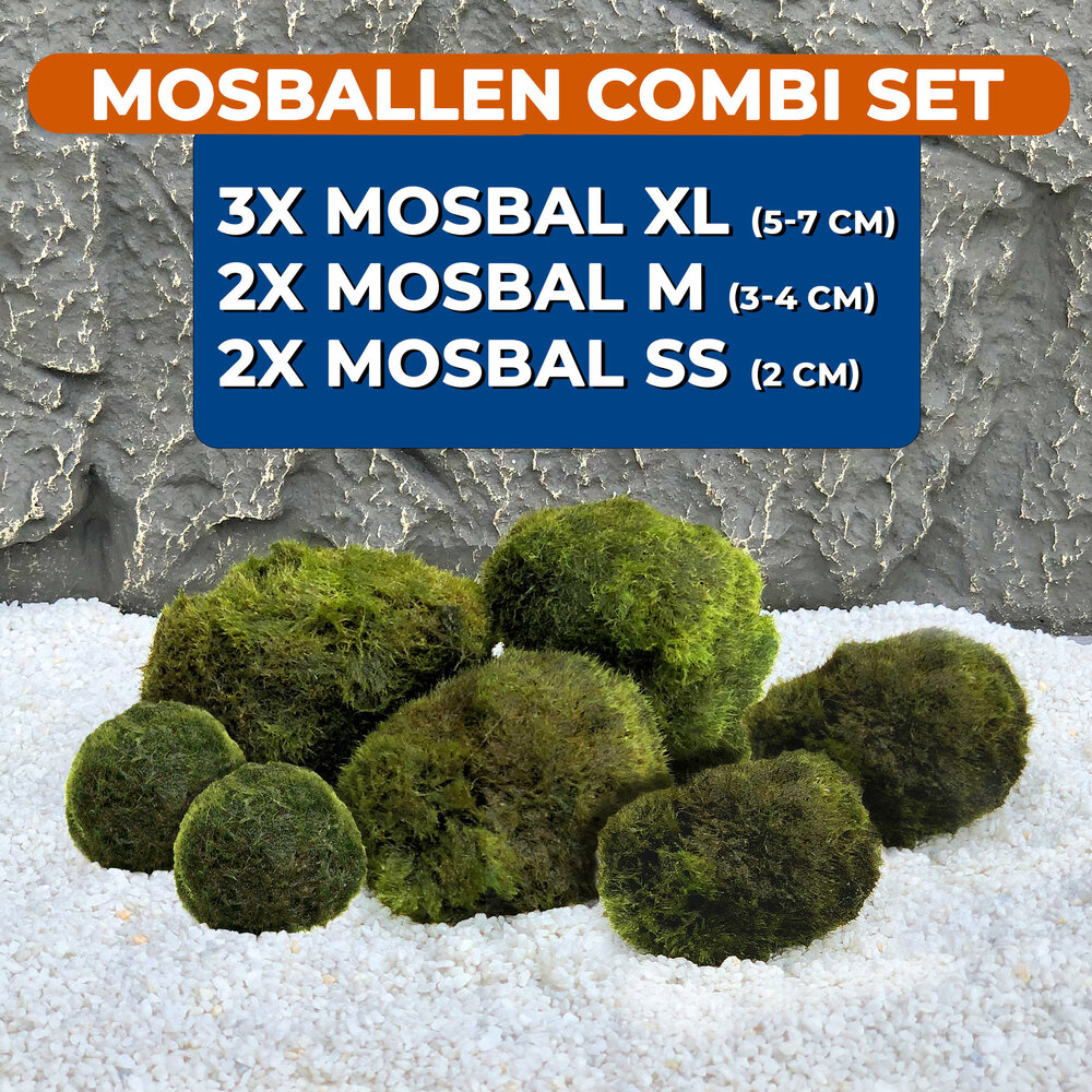 Wasserpflanze Mosbol Kombinationsset 7 Stück Wasserpflanze Mosbol Kombinationsset 7 Stück