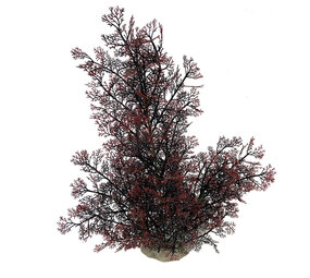 Aqua D'ella Phoenix XL Rot