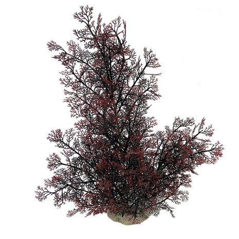 Aqua D'ella Phoenix XL Rot