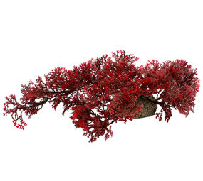 Aqua D'ella Hängendes Rotes Moos