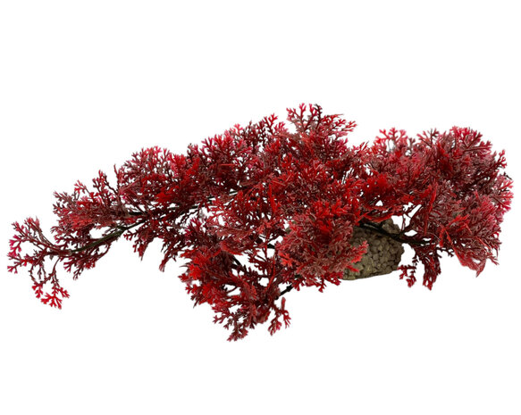 Aqua D'ella Hängendes Rotes Moos