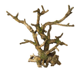 Aqua D'ella Bonsai Ohne Blätter Braun