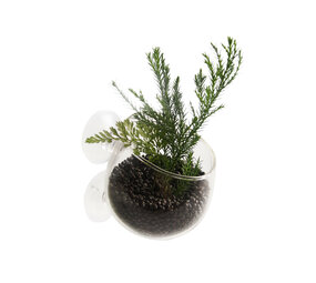 Aqua D'ella Glas-Pflanzgefäß Aqua D'ella Glas-Pflanzgefäß