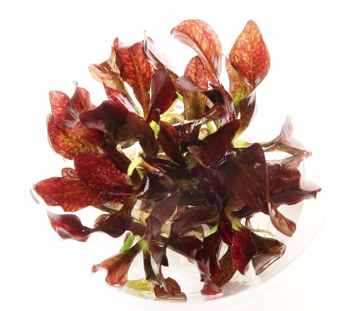 Wasserpflanze Echinodorus 'Little Mystery' im Becher