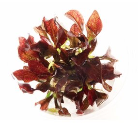 Wasserpflanze Echinodorus 'Little Mystery' im Becher
