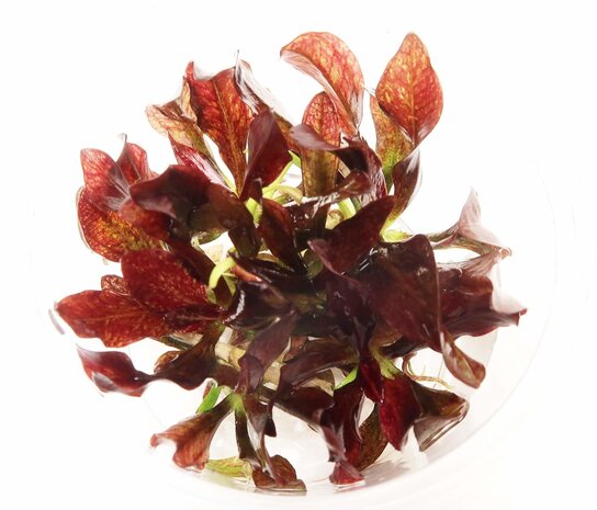 Wasserpflanze Echinodorus 'Little Mystery' im Becher
