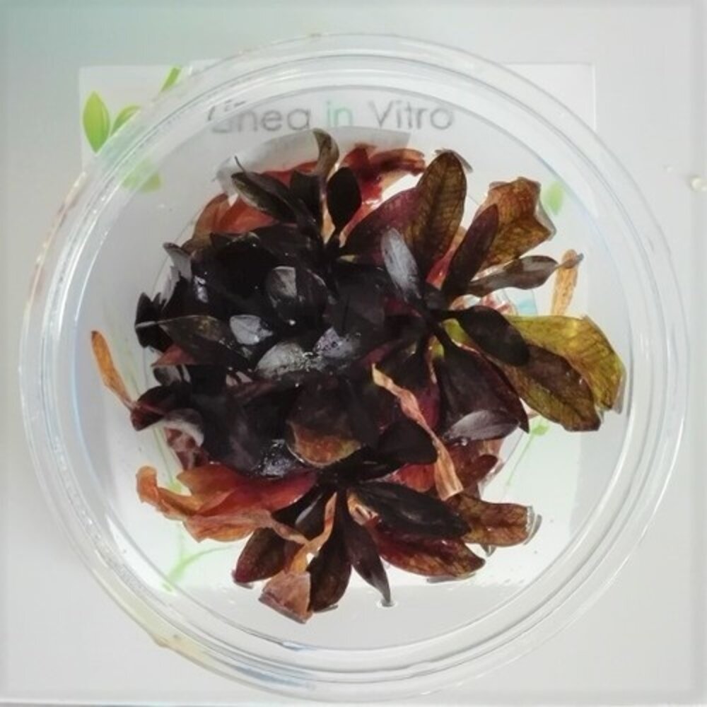 Wasserpflanze Echinodorus 'Little Mystery' im Becher