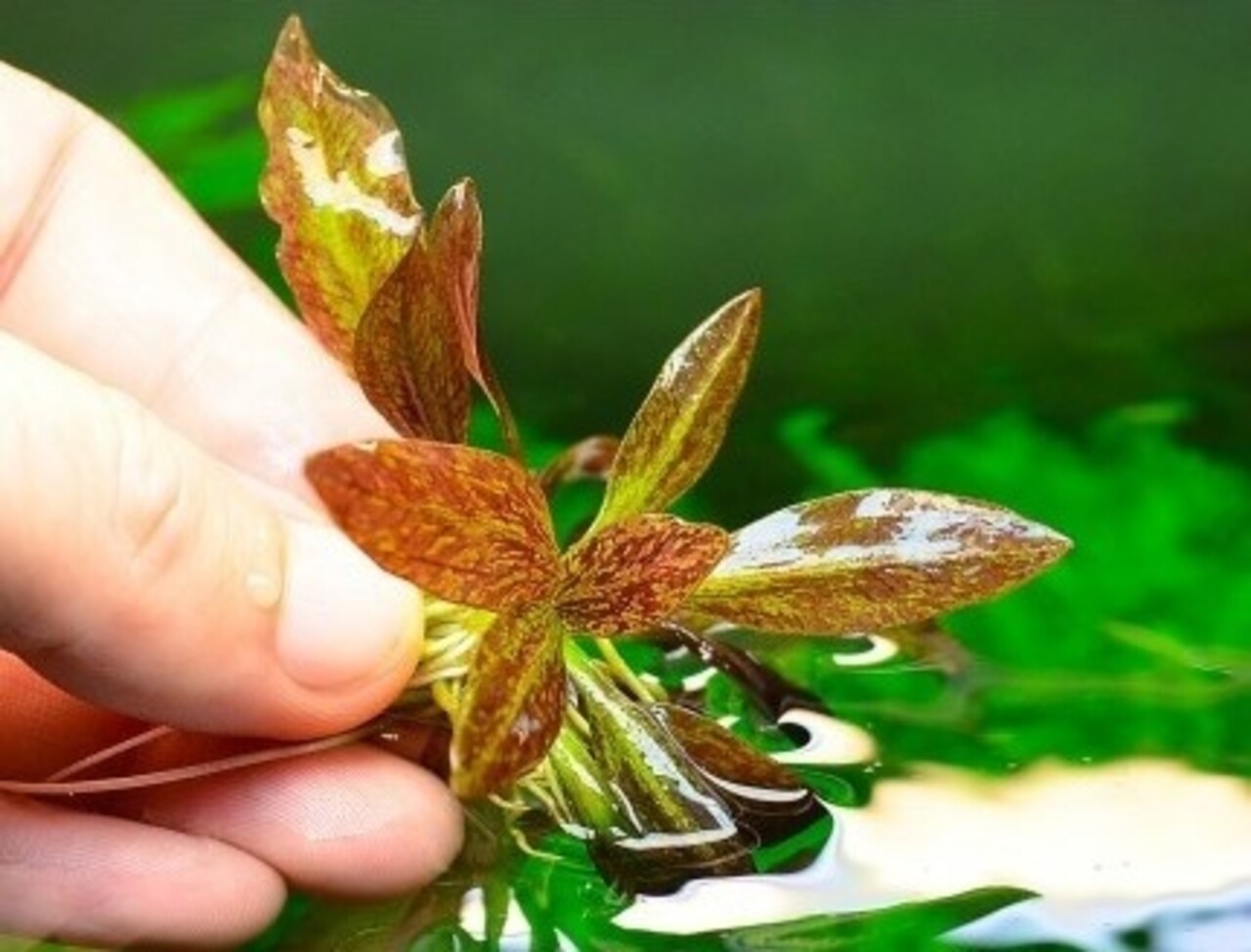 Wasserpflanze Echinodorus 'Little Mystery' im Becher