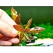 Wasserpflanze Echinodorus 'Little Mystery' im Becher