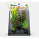 Superfish Deco Pflanze S Rotala