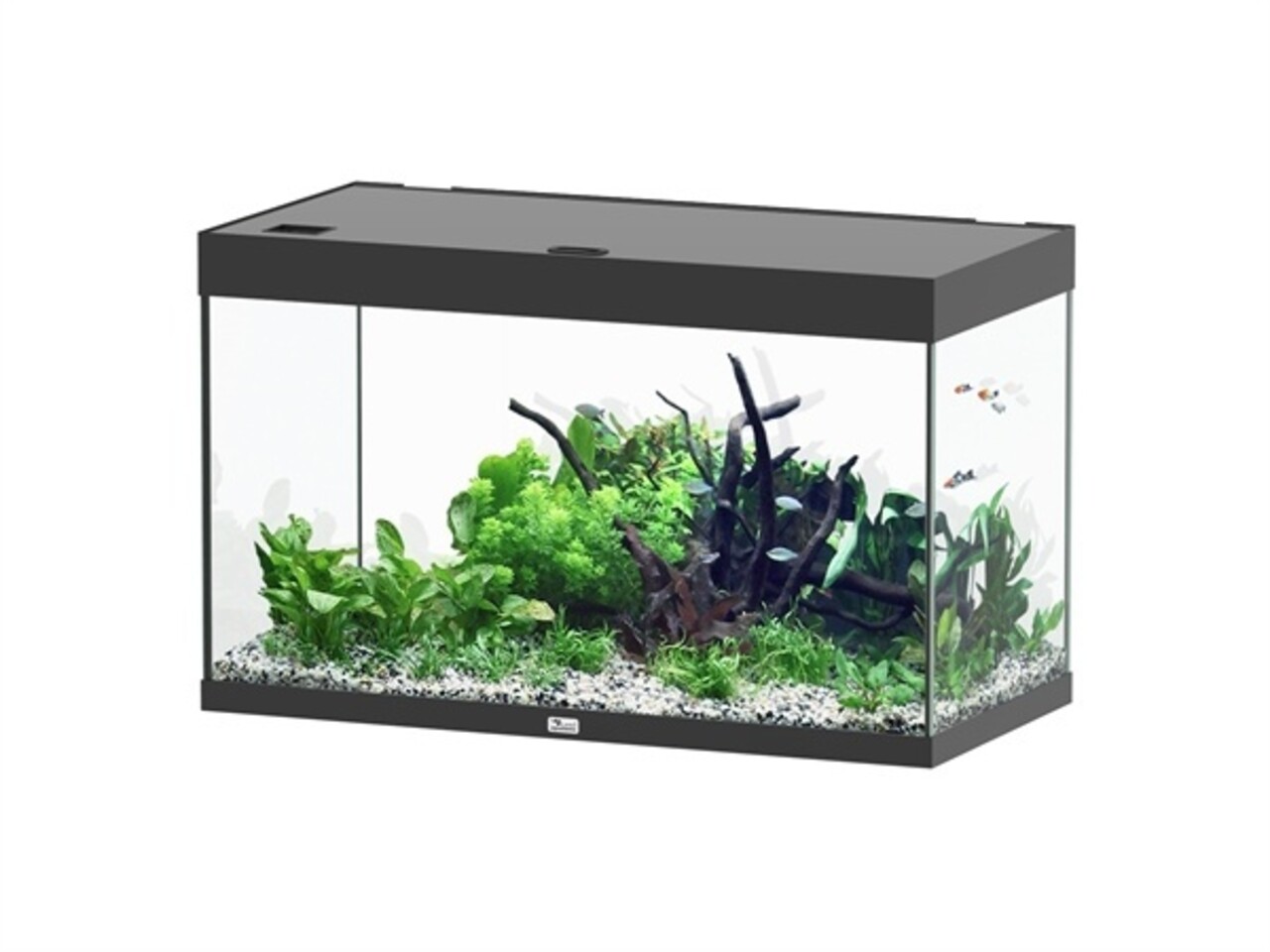 Aquatlantis Sublime 100x50 Aquarium