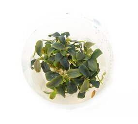 Waterplant Bucephalandra 'Brownie Purple' im Becher Waterplant Bucephalandra 'Brownie Purple' im Becher