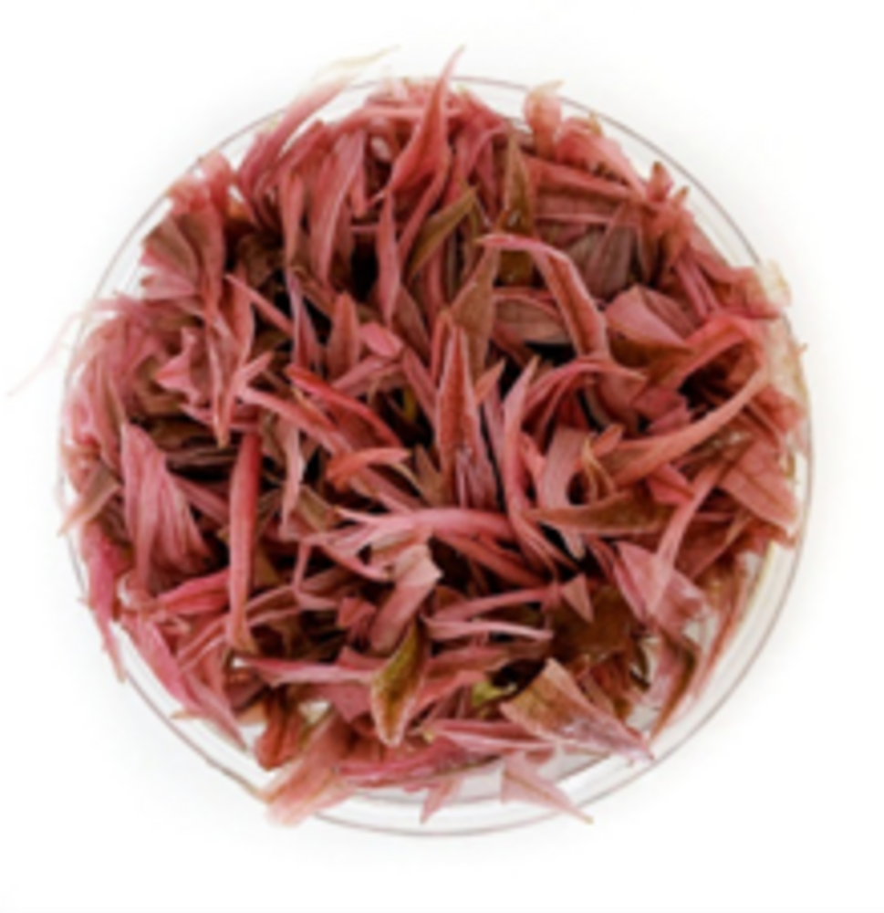 Waterplant Cryptocoryne Wendtii ‘Flamingo’ in vitro