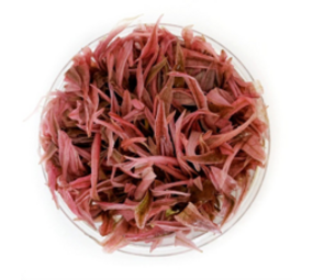 Wasserpflanze Cryptocoryne Wendtii ‘Flamingo’ in vitro