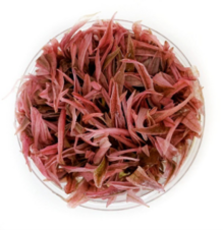 Waterplant Cryptocoryne Wendtii ‘Flamingo’ in vitro