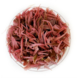 Wasserpflanze Cryptocoryne Wendtii ‘Flamingo’ in vitro Wasserpflanze Cryptocoryne Wendtii ‘Flamingo’ in vitro