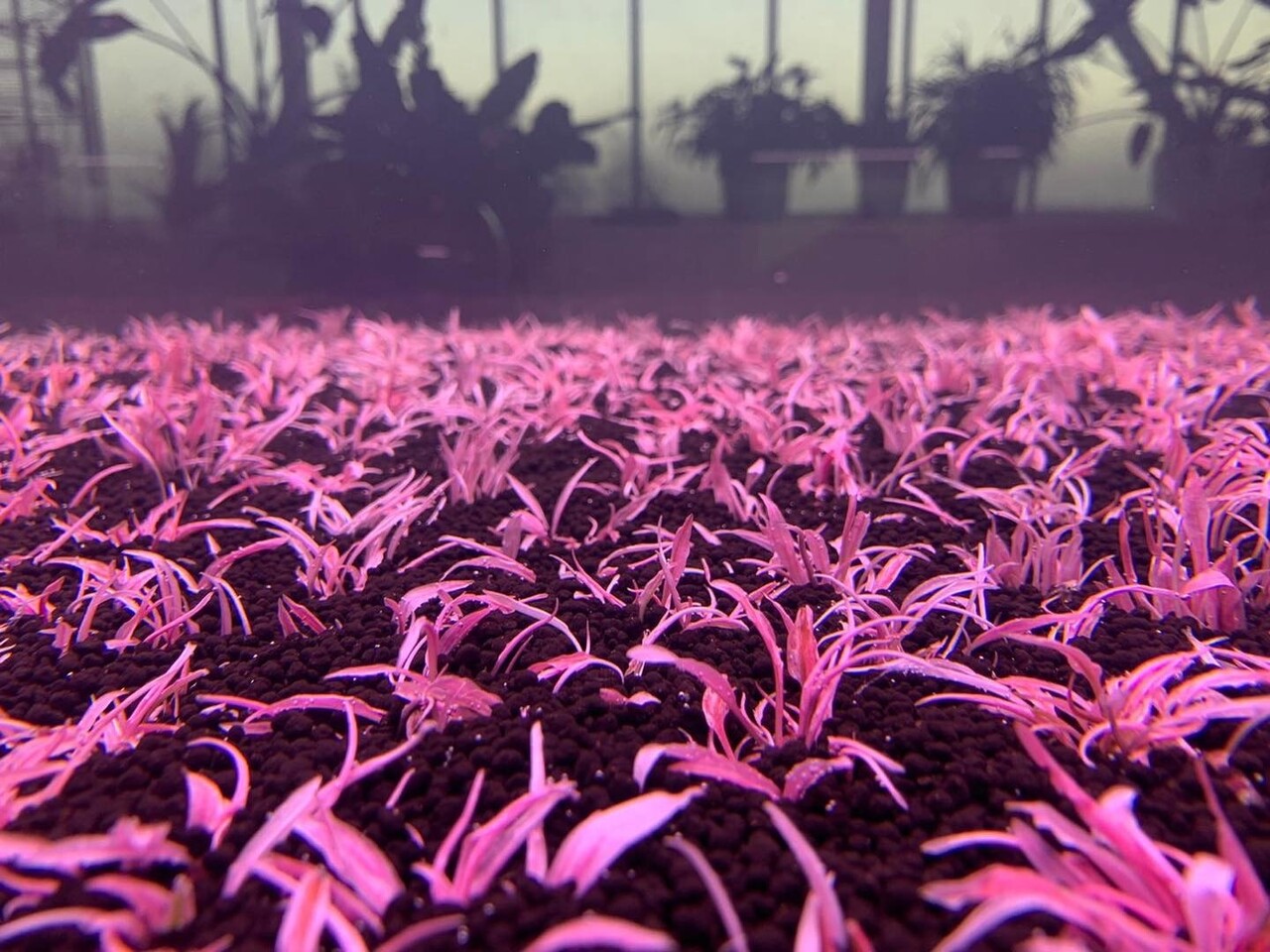 Waterplant Cryptocoryne Wendtii ‘Flamingo’ in vitro