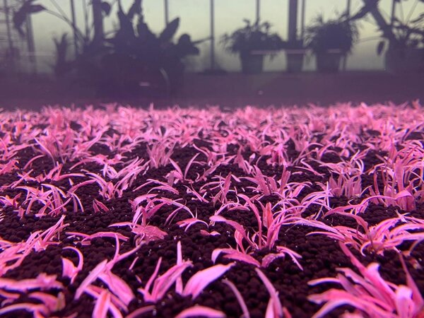 Waterplant Cryptocoryne Wendtii ‘Flamingo’ in vitro
