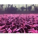 Waterplant Cryptocoryne Wendtii ‘Flamingo’ in vitro