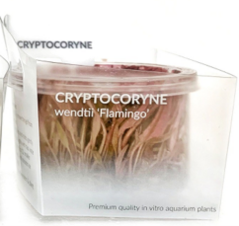 Waterplant Cryptocoryne Wendtii ‘Flamingo’ in vitro