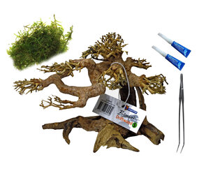 AquastoreXL Vorteil Aquarium Bonsai Komplettset