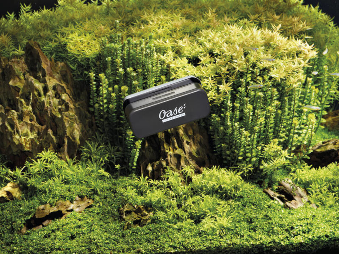 Oase Magnetischer Scheibenreiniger 10 mm Oase Magnetischer Scheibenreiniger 10 mm