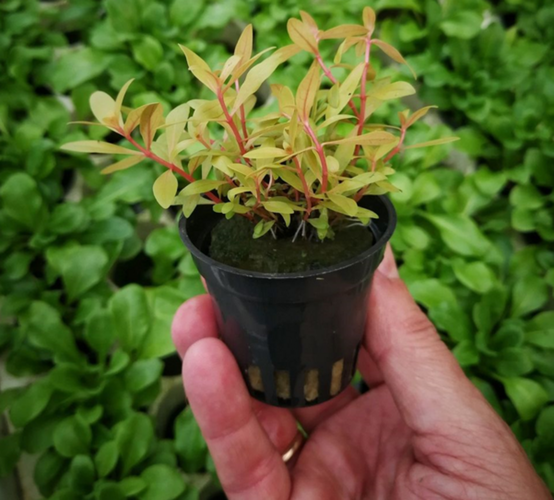 Wasserpflanze Nesaea Pedicellata "GOLDEN SPECIAL" im Becher Wasserpflanze Nesaea Pedicellata "GOLDEN SPECIAL" im Becher
