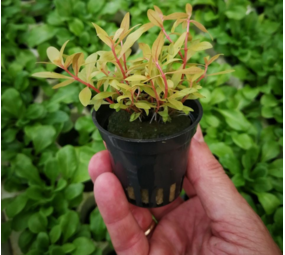 Wasserpflanze Nesaea Pedicellata "GOLDEN SPECIAL" im Becher