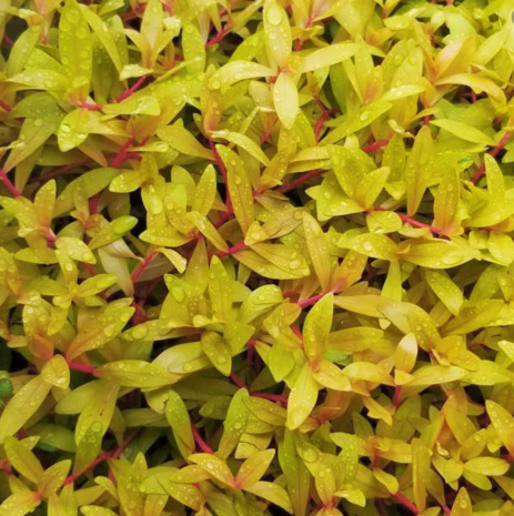 Wasserpflanze Nesaea Pedicellata "GOLDEN SPECIAL" im Becher Wasserpflanze Nesaea Pedicellata "GOLDEN SPECIAL" im Becher