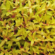 Wasserpflanze Nesaea Pedicellata "GOLDEN SPECIAL" im Becher Wasserpflanze Nesaea Pedicellata "GOLDEN SPECIAL" im Becher