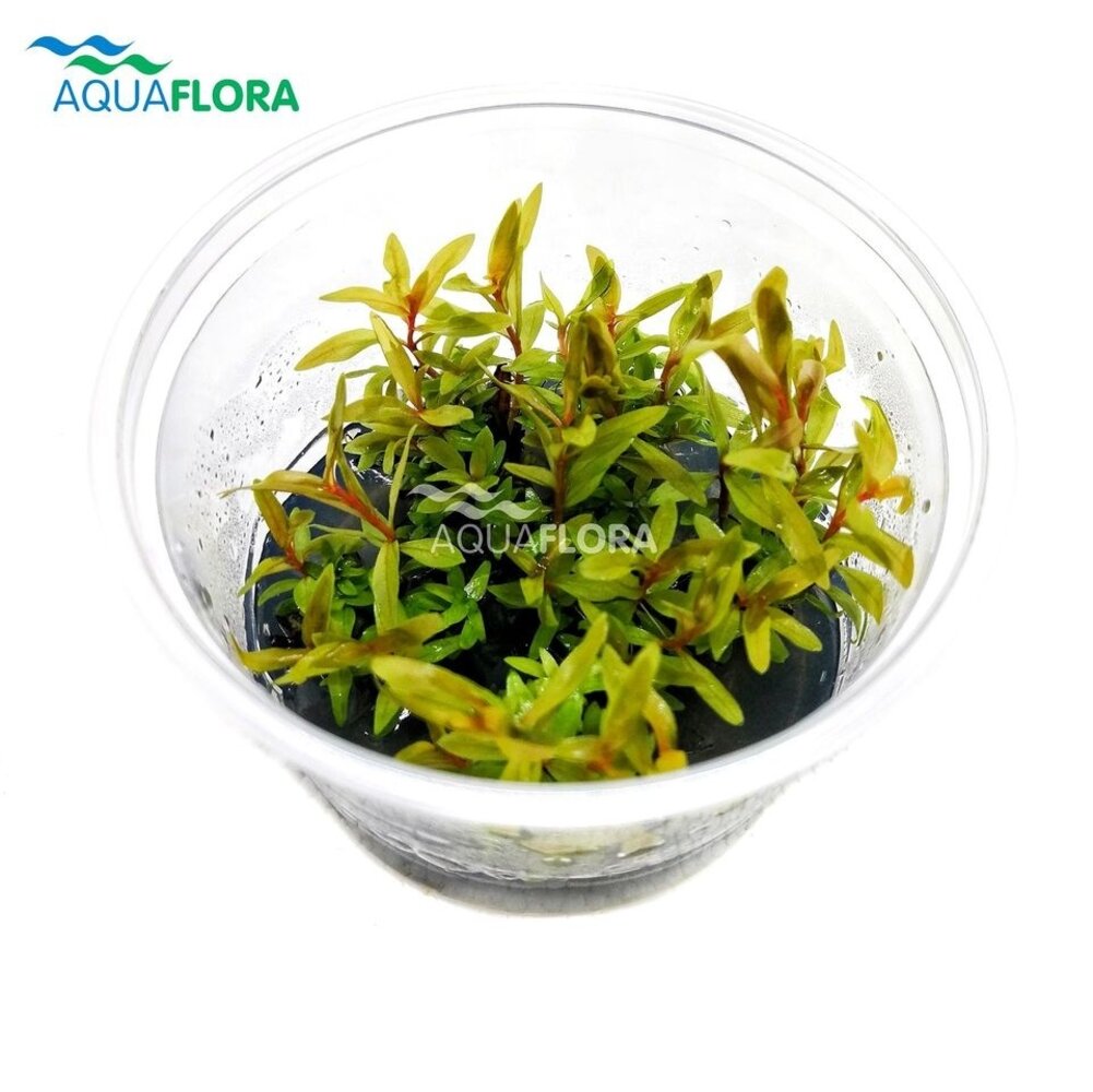 Wasserpflanze Nesaea Pedicellata "GOLDEN SPECIAL" im Becher Wasserpflanze Nesaea Pedicellata "GOLDEN SPECIAL" im Becher