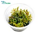 Wasserpflanze Nesaea Pedicellata "GOLDEN SPECIAL" im Becher Wasserpflanze Nesaea Pedicellata "GOLDEN SPECIAL" im Becher