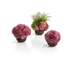 biOrb Korallenball Set lila