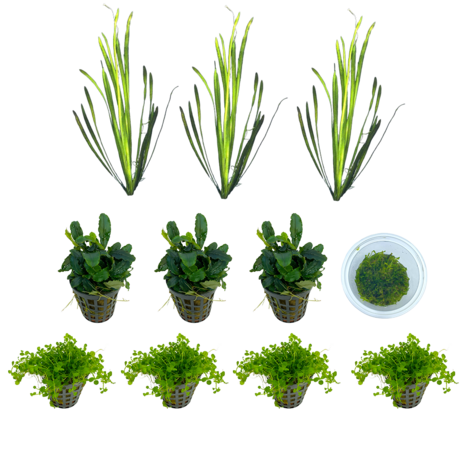 AquastoreXL Scaper Aquarium 45 Komplettset