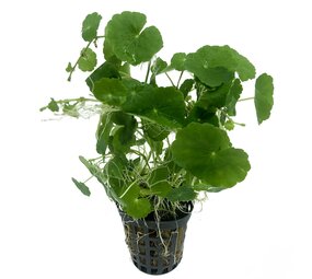 Wasserpflanze Hydrocotyle Leucocephala