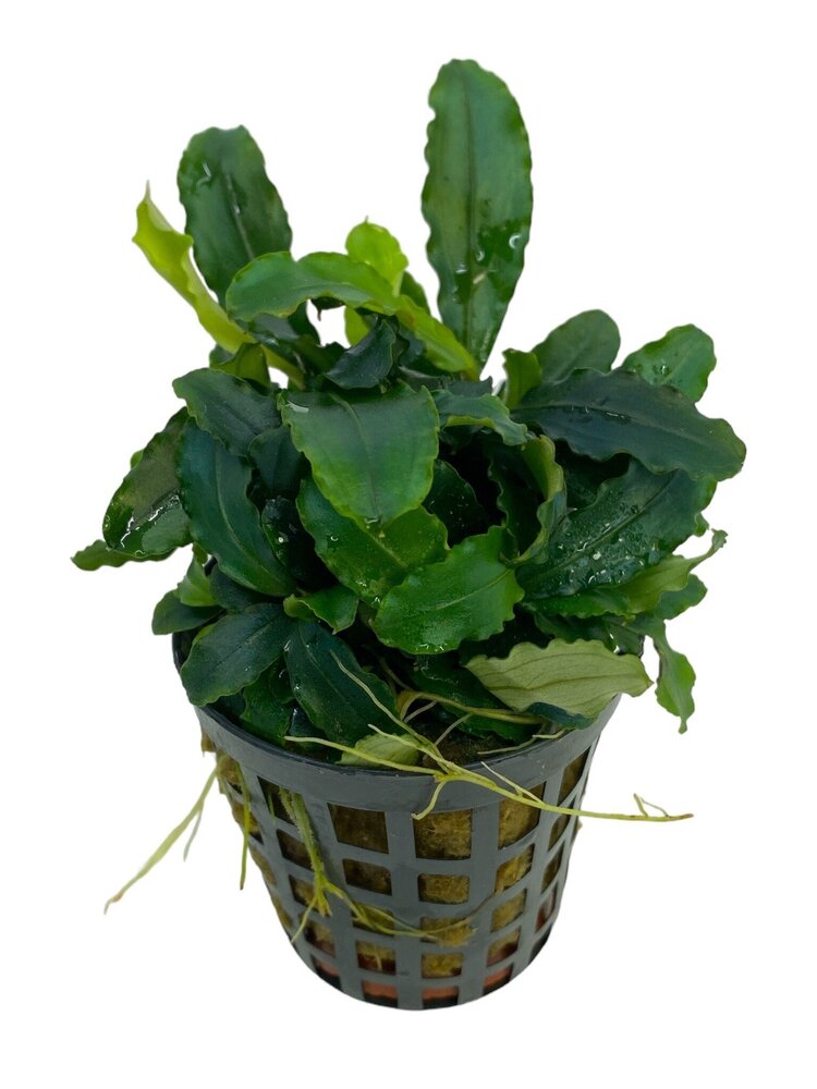 Wasserpflanze Bucephalandra Theia grün