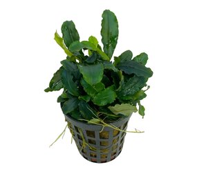 Wasserpflanze Bucephalandra Theia grün