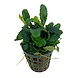 Wasserpflanze Bucephalandra Theia grün