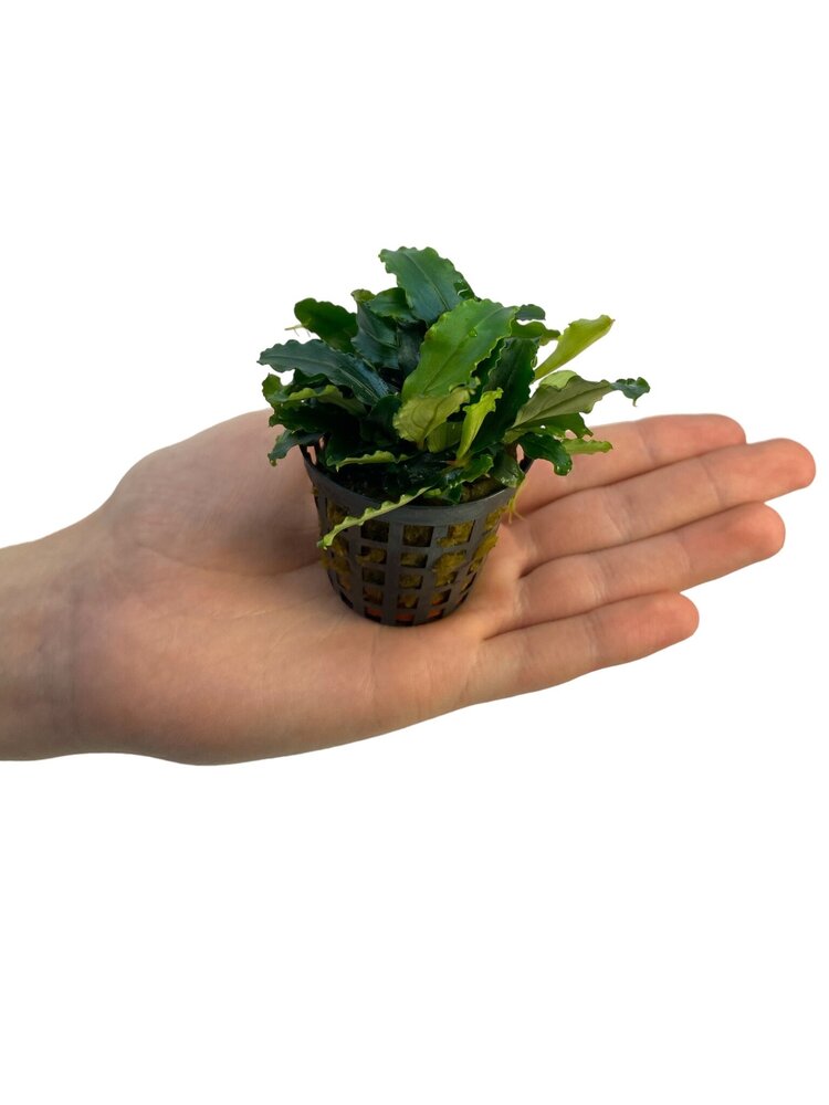 Waterplant Bucephalandra Theia grün Waterplant Bucephalandra Theia grün