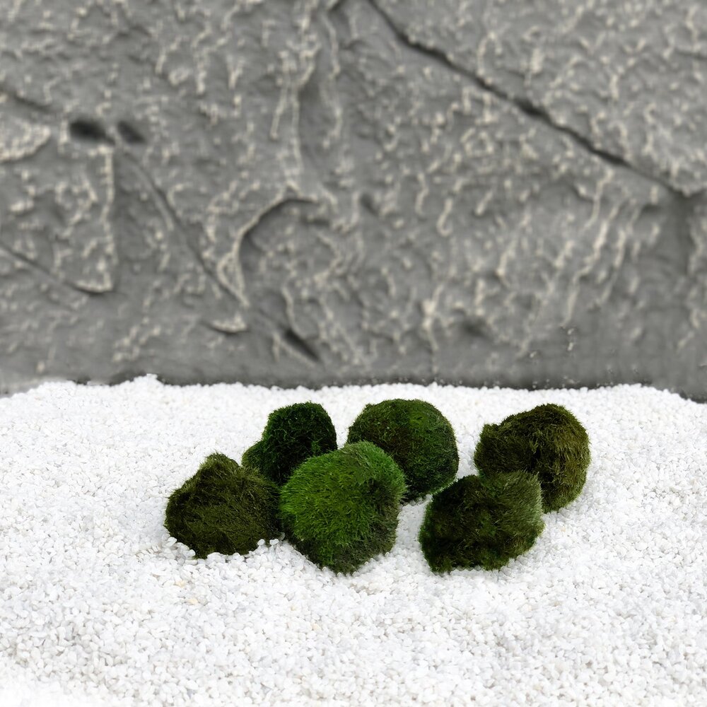 Waterplant Moosball Chladoflora SS 2cm 6x