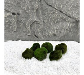 Wasserpflanze Moosball Chladoflora SS 2cm 6x