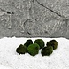 Wasserpflanze Moosball Chladoflora SS 2cm 6x Wasserpflanze Moosball Chladoflora SS 2cm 6x